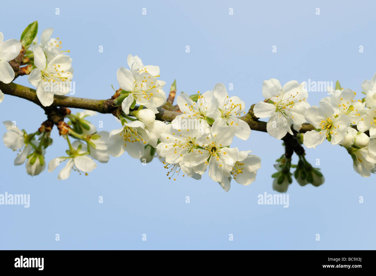 Nahaufnahme Bild von Victoria Pflaumenblüte mit blauem Himmel UK April Stockfoto