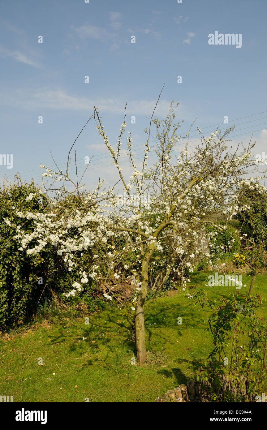 Victoria Pflaume-Baum in voller Blüte UK April Stockfoto