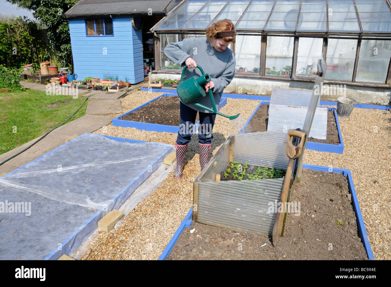Lady-Gärtner, die Bewässerung von Pflanzen im Frühbeet Frühbeet UK April aus recycelten Materialien hergestellt Stockfoto