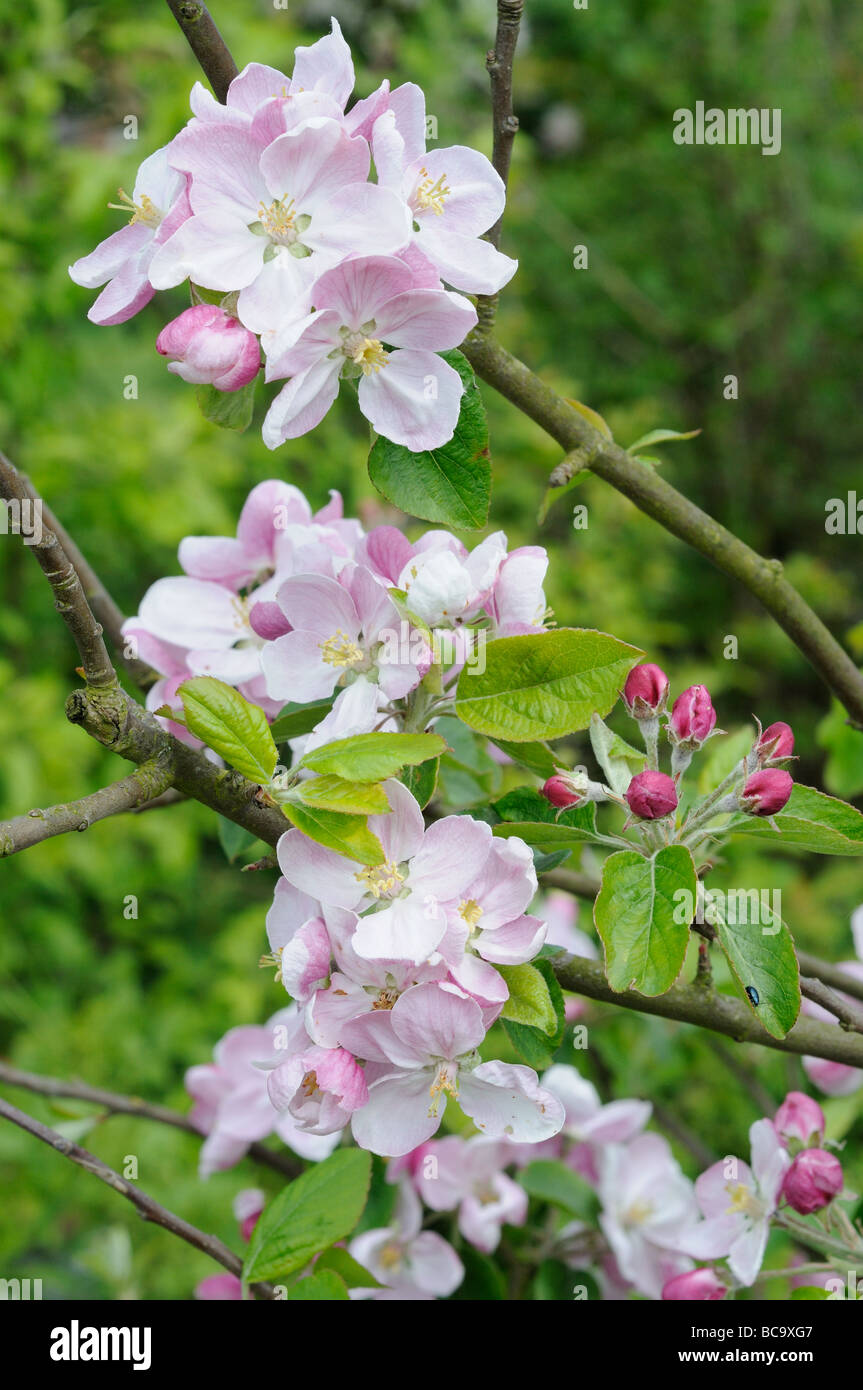 Apfelblüte Dr. Harvey Nahaufnahme Schuss von Blumen UK Mai Stockfoto