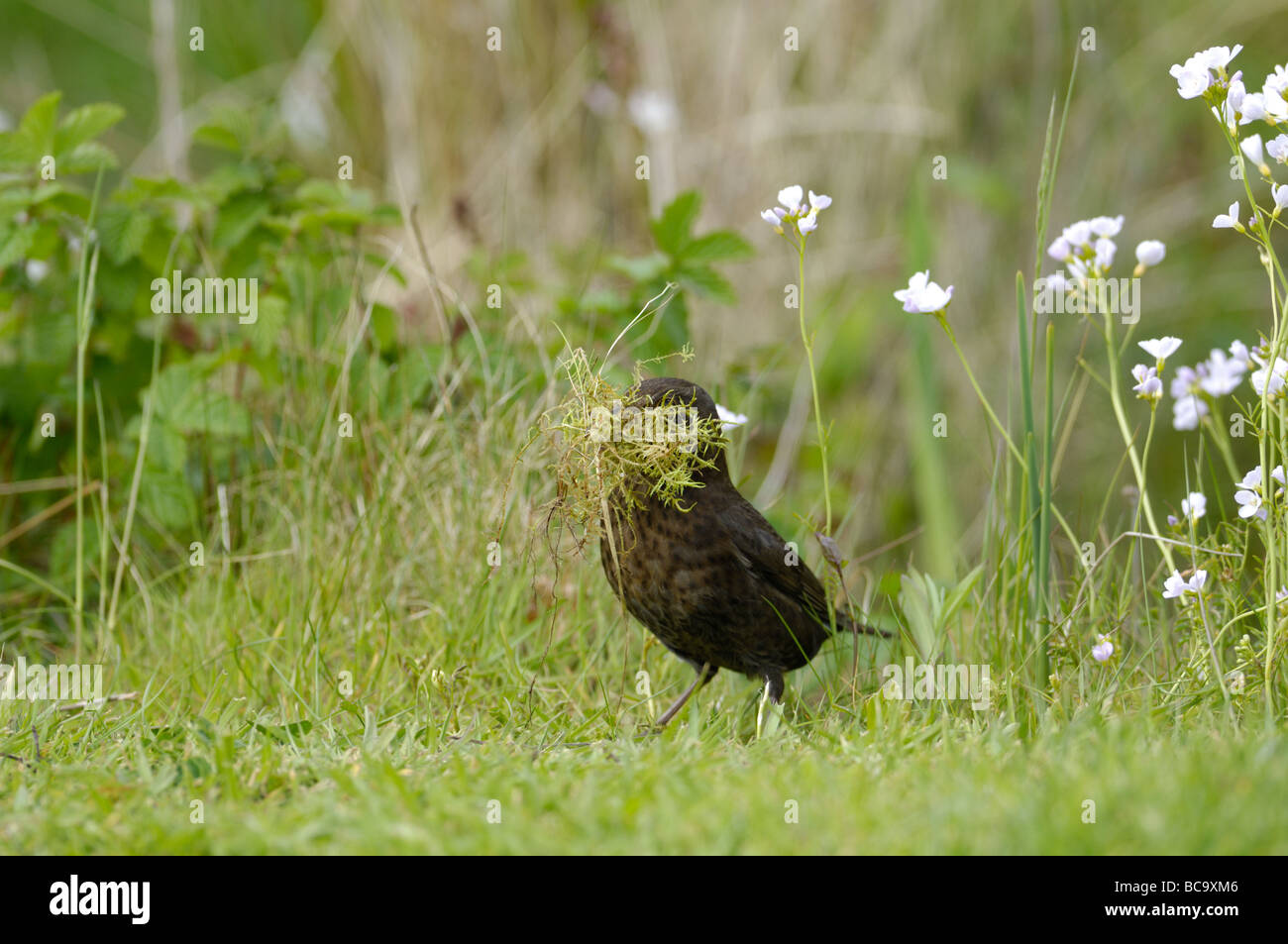 Garten Tierwelt weibliche Amsel Turdus Merula mit Schnabel voller Verschachtelung materielle UK Mai Stockfoto