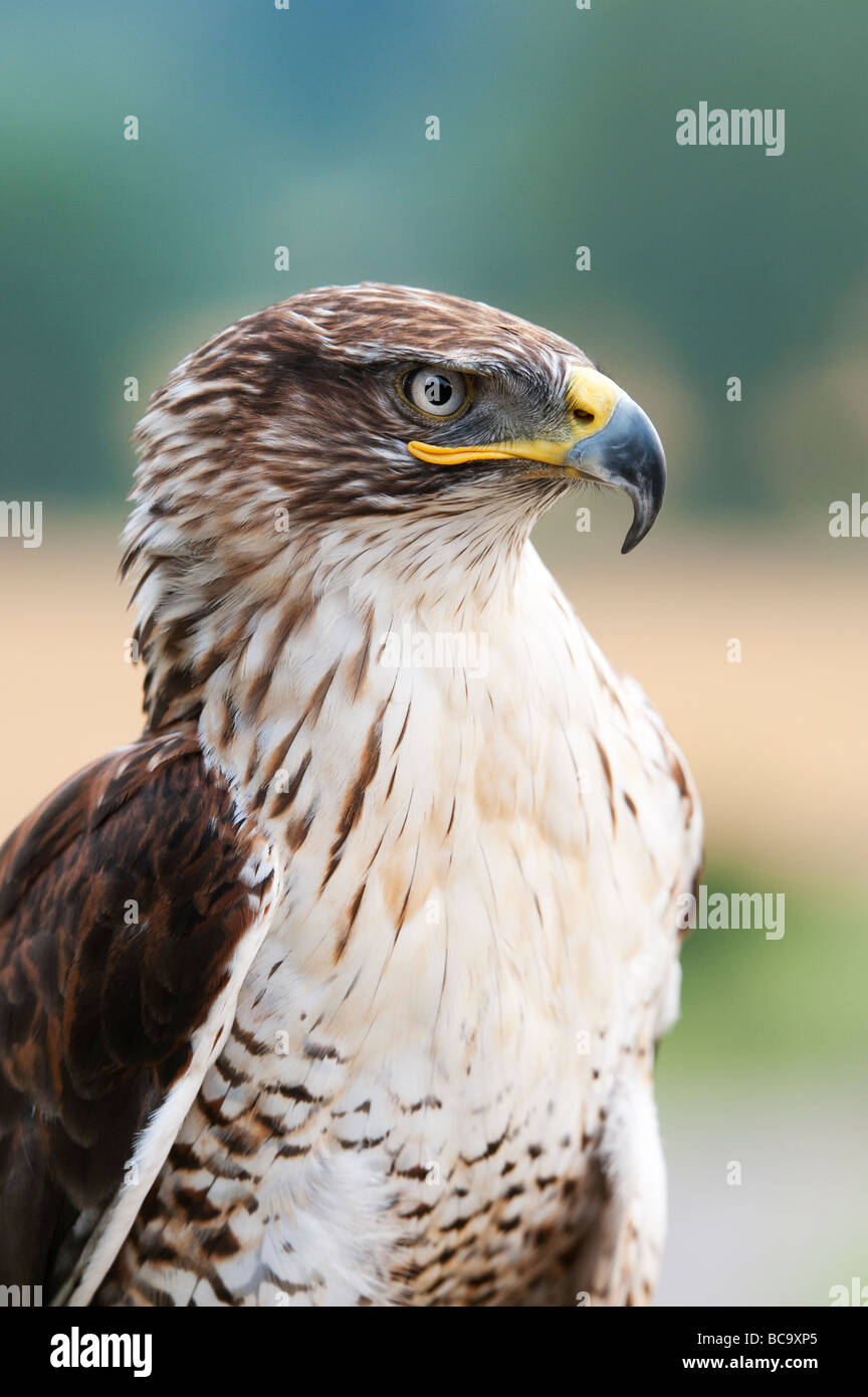 Buteo regalis. Eisenhaltige Bussard portrait Stockfoto