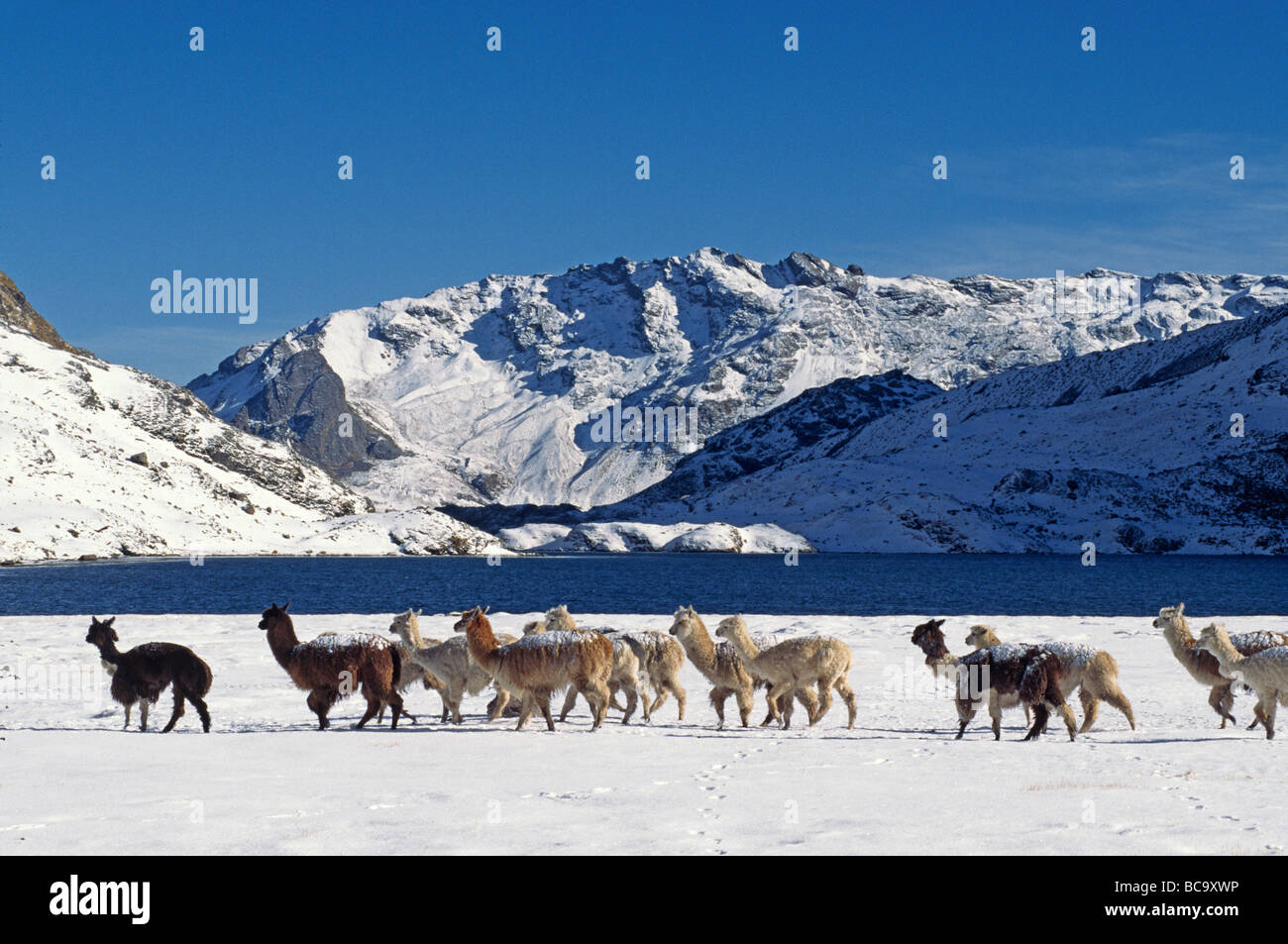 Eine Herde von Schnee bestäubt ALPAKAS vorbei LAGUNA JATUN PUCACOCHA Anden in PERU Stockfoto