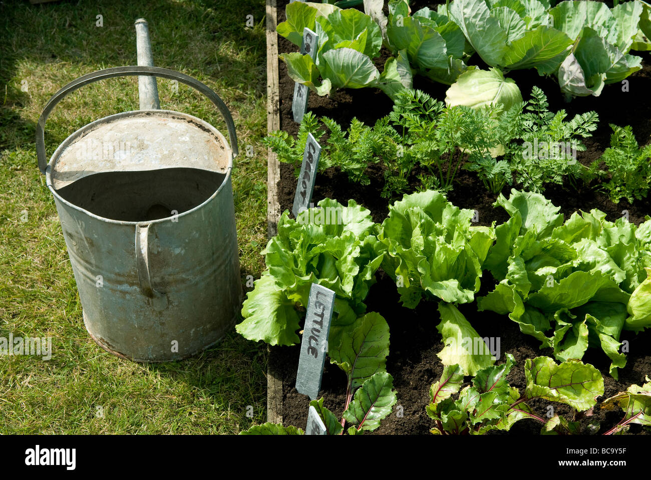 Gießkanne und Gemüsegarten Stockfoto