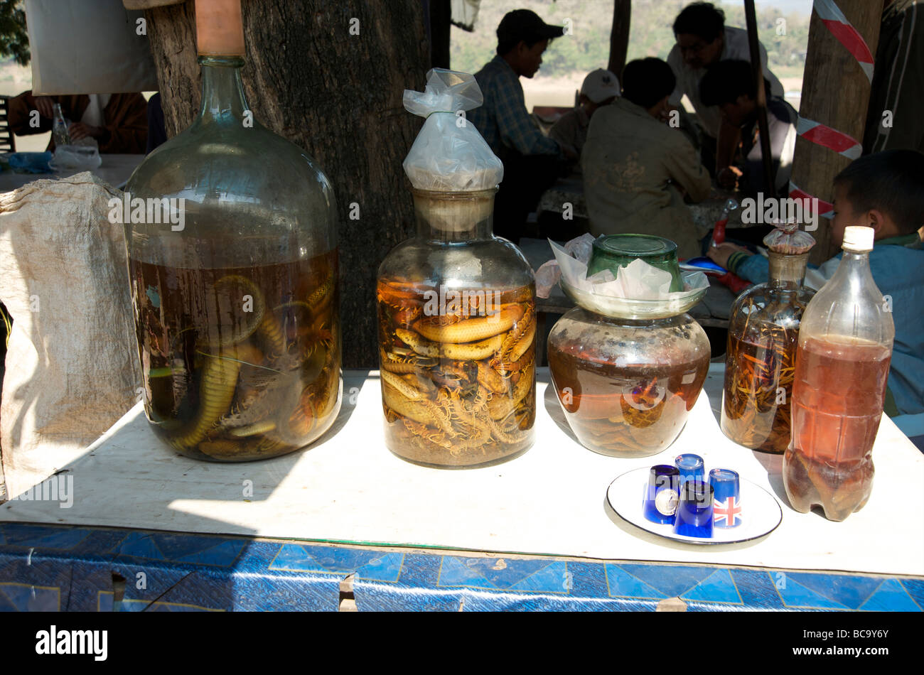 Eine Reihe von verschiedenen großen Gläsern Schlange Wein vergoren Int Reis-Whisky in einer riverside Bar in Luang Prabang Laos Stockfoto