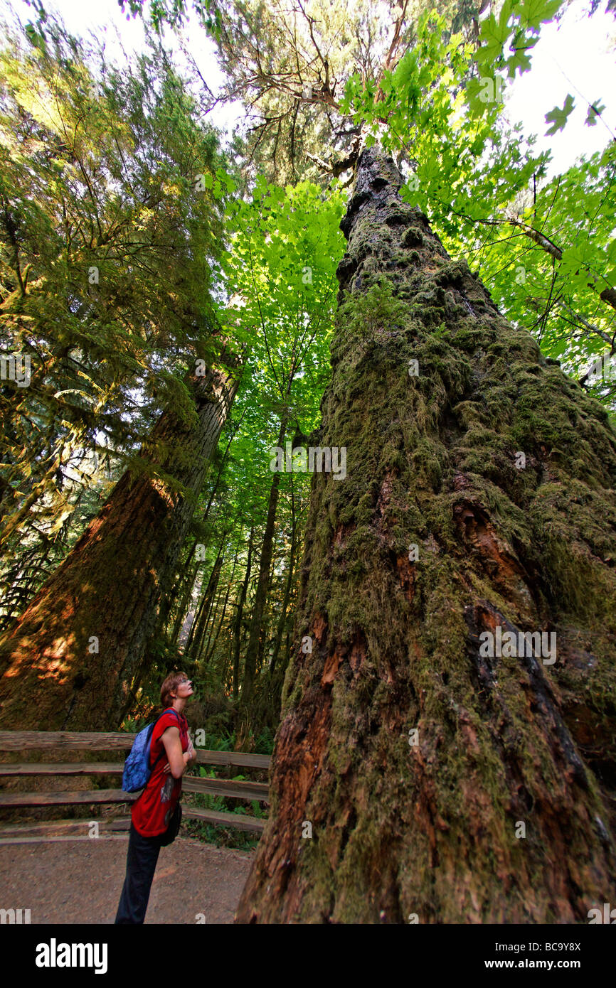 alten riesigen Redwood-Bäume im Cathedral Grove National Park auf Vancouver Island Kanada Nordamerika Stockfoto