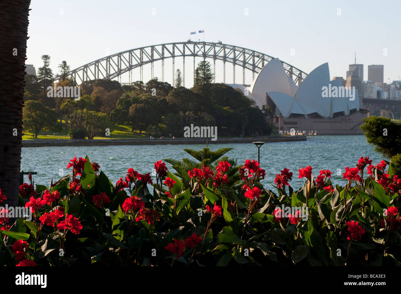 Harbour Bridge und rot Canna Blüten in Botanic Gardens, Sydney NSW Australia Stockfoto