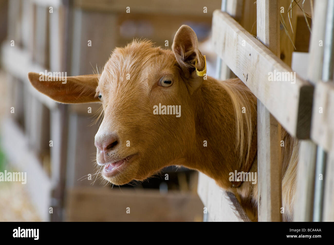 Ziege an der holding, Stift, royal Norfolk Show, Norwich, england Stockfoto