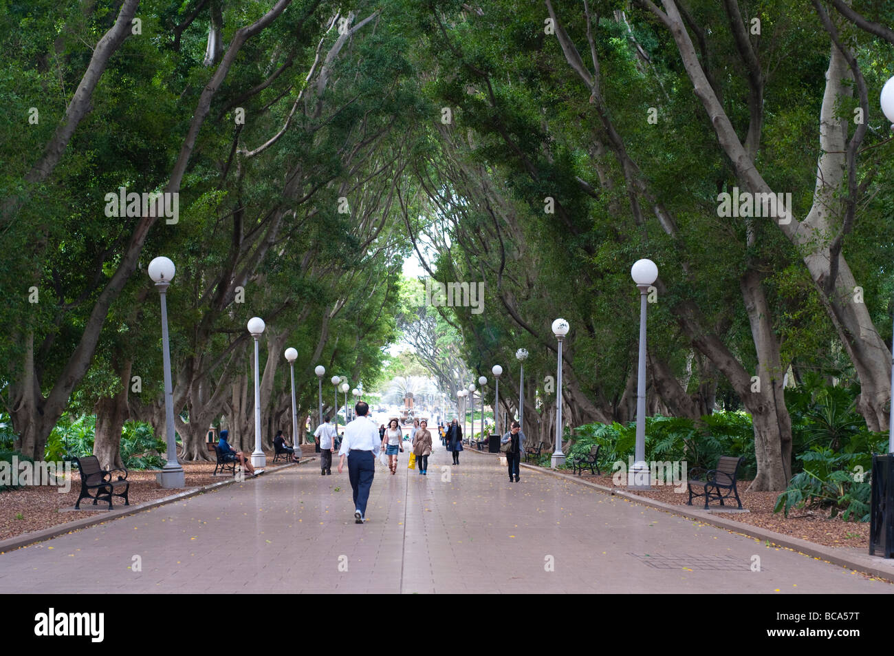 Hauptpromenade in Hyde Park Sydney NSW, Australien Stockfoto