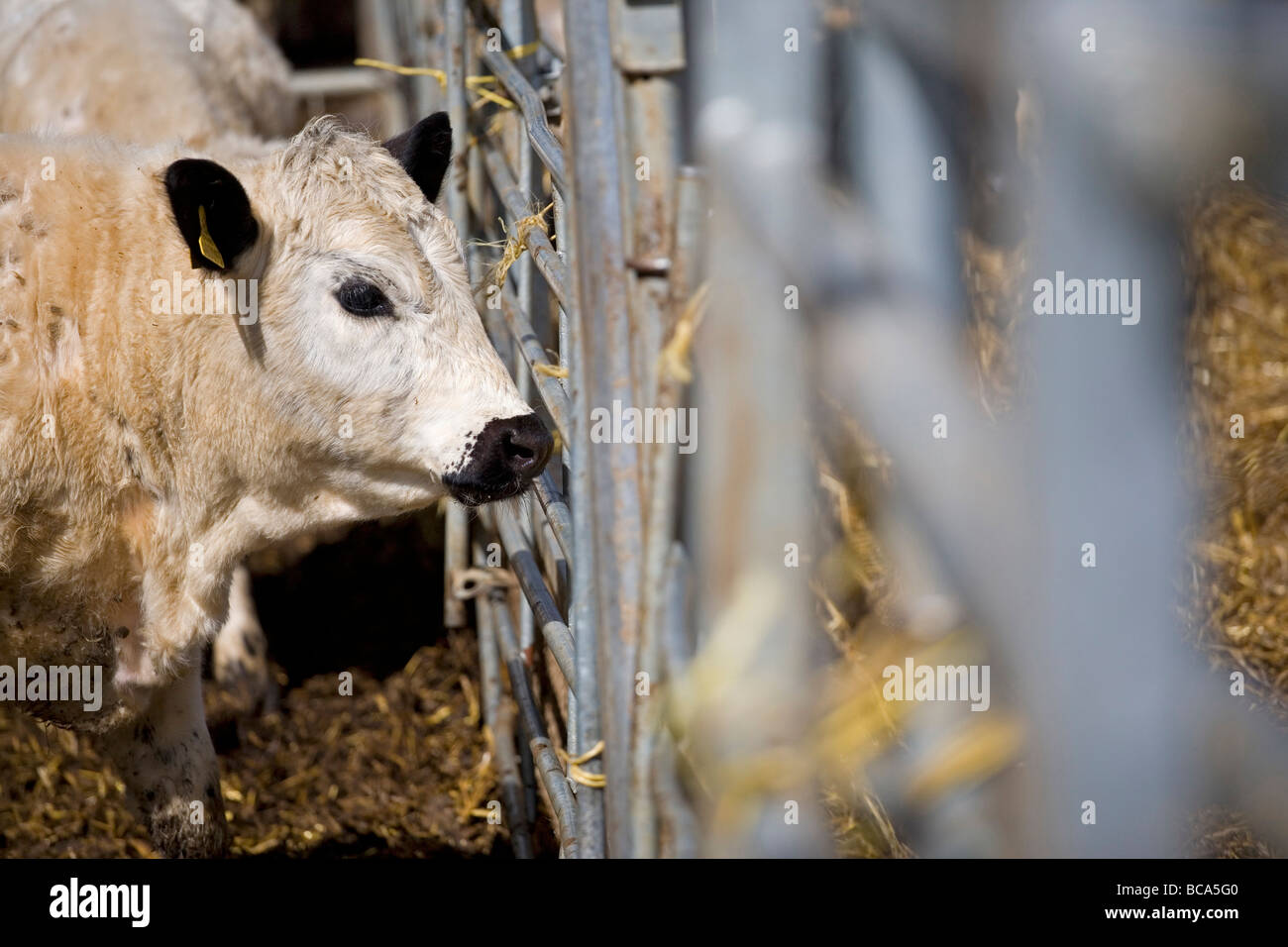 Intensive rinderhaltung -Fotos und -Bildmaterial in hoher Auflösung – Alamy