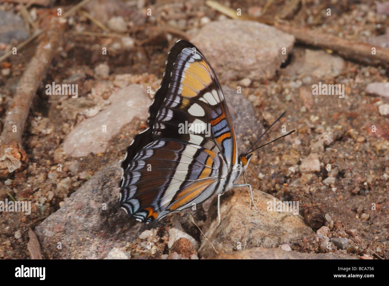 Eine Schwester California Schmetterling ist Fütterung auf Mineralien. Stockfoto