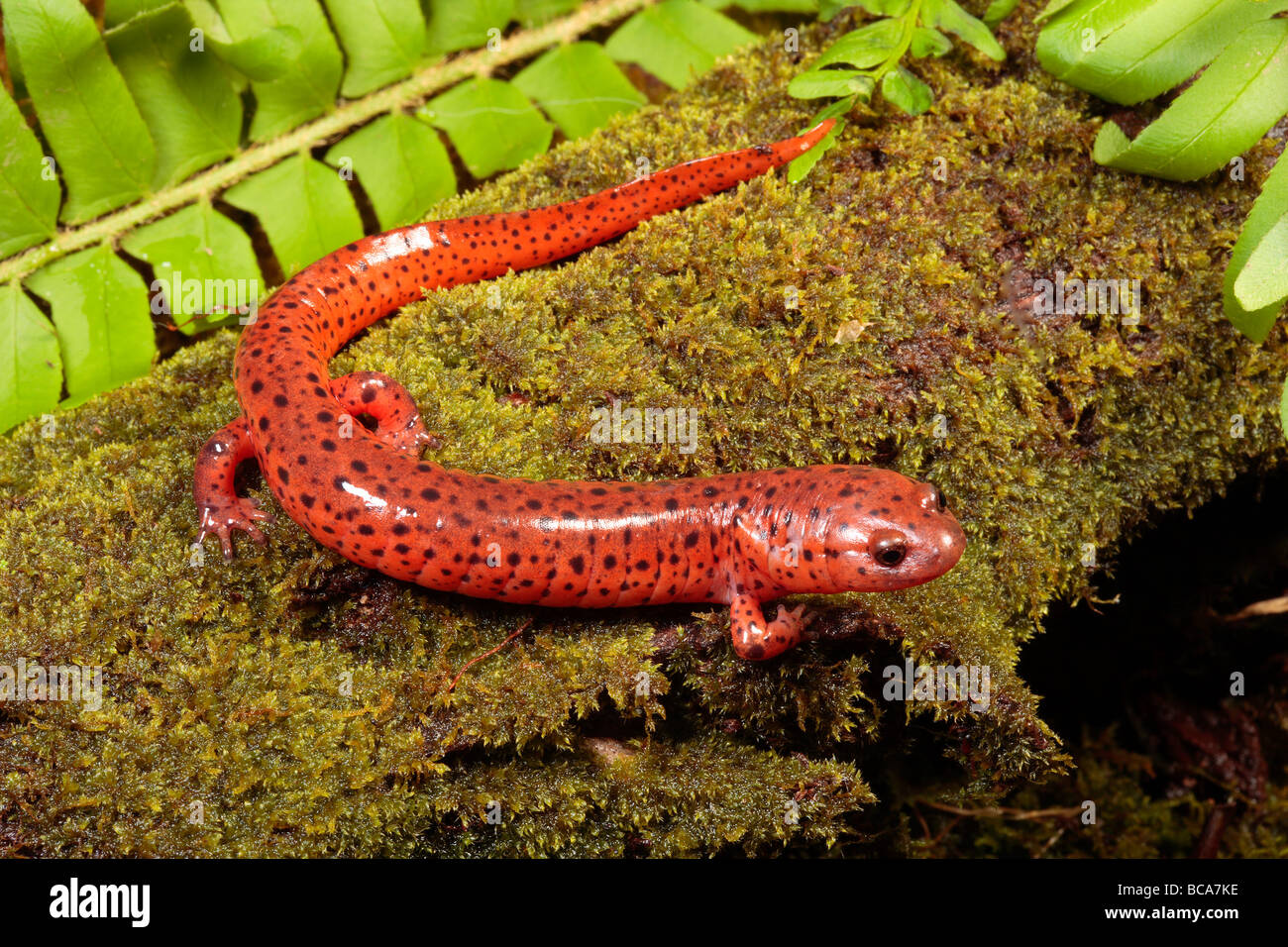 Ein roten Salamander Futter auf einem Baumstamm Moos bedeckt. Stockfoto