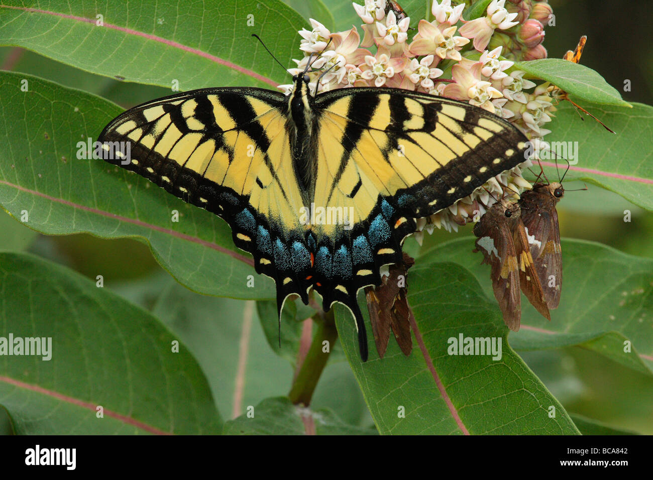 Ein Tiger Schwalbenschwanz nippt Wolfsmilch Nektar Stockfoto