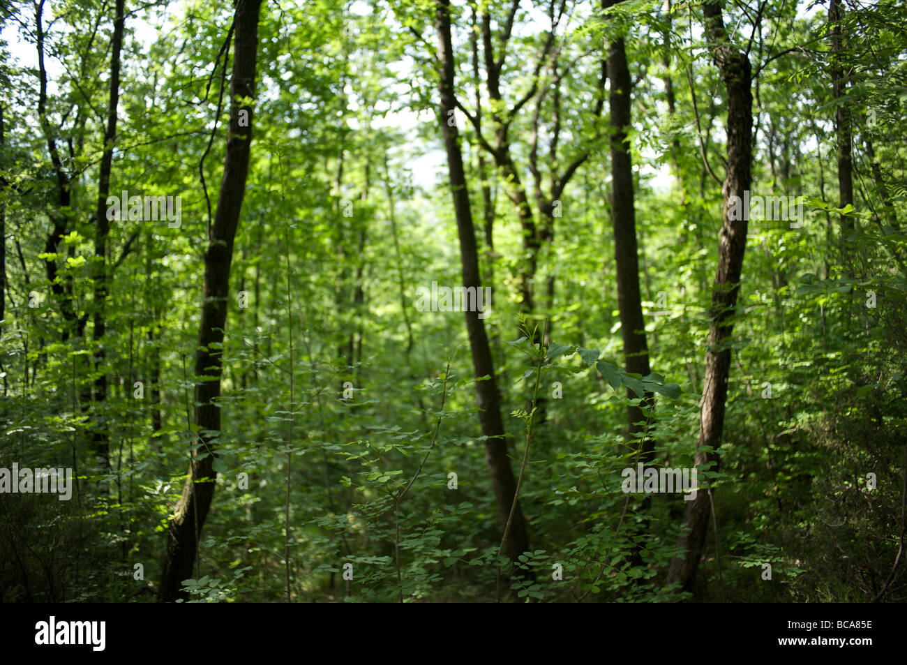 Lebendige grüne Bäume im Frühlingswald im Sonnenlicht Stockfoto
