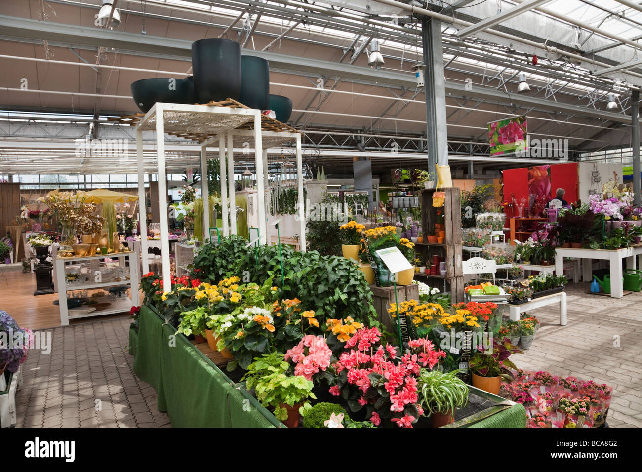 Blühende Topfpflanzen auf dem Display zum Verkauf in einem Gartencenter Shop Stockfoto