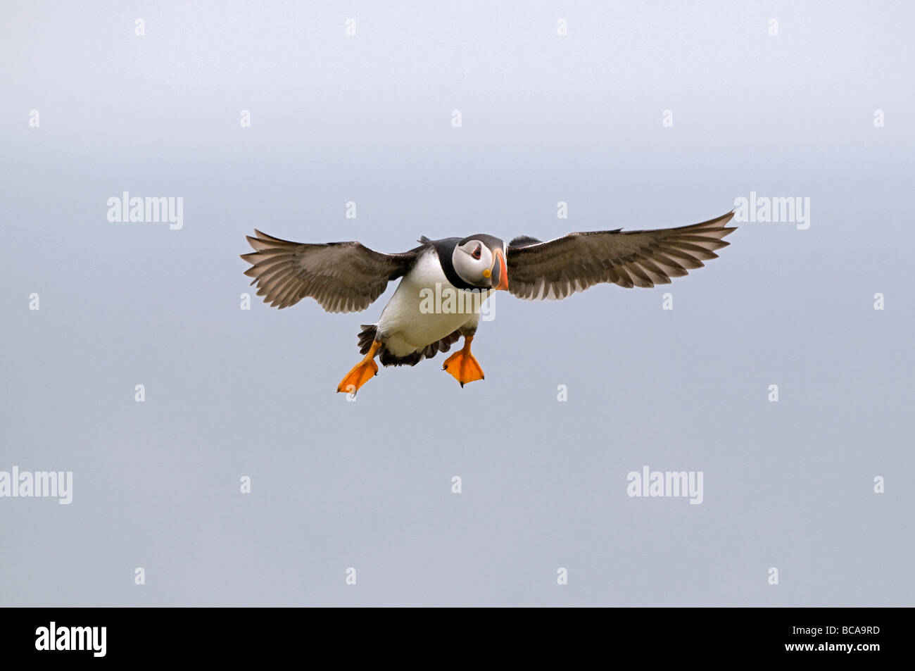 Ins Land kommen Stockfoto