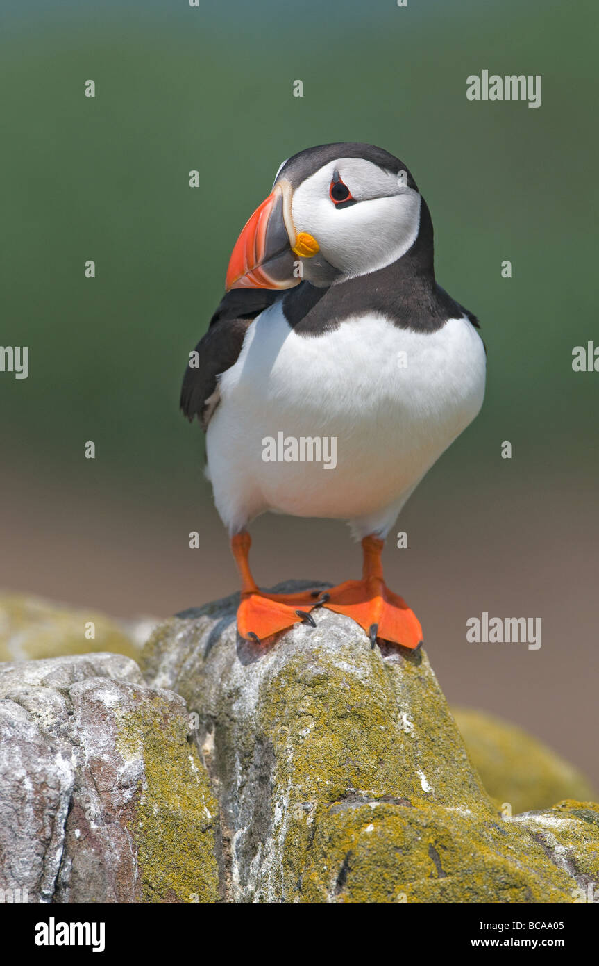 Portrait Of A Papageientaucher (Fratercula Arctica) Stockfoto