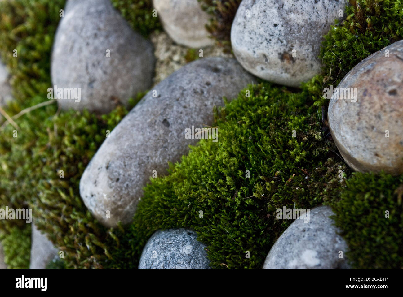 Eine Nahaufnahme Schuss von einigen blaugrau Feuersteine, umgeben von grünem Moos. Stockfoto