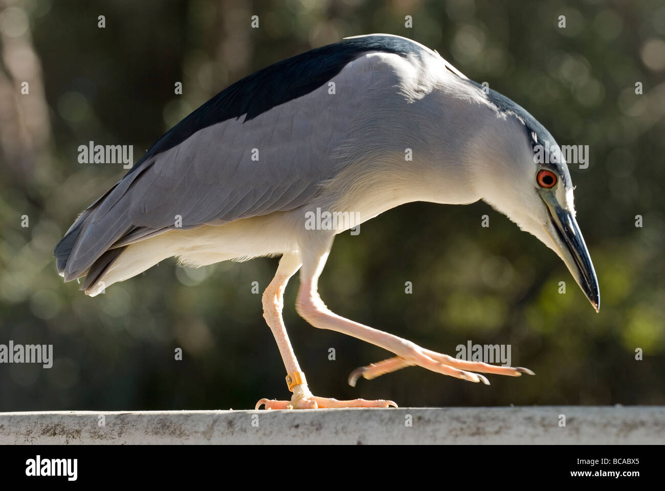 Wilde schwarze Krähen-Nachtreiher (Nycticorax Nycticorax). Stockfoto