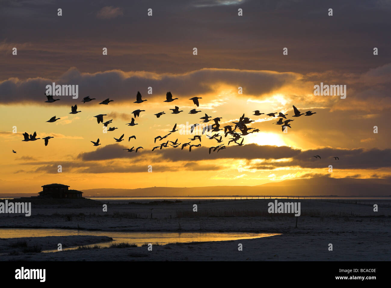 Weißwangengans Branta Leucopsis fliegen über einem zugefrorenen See in der Dämmerung am Caerlaverock, Dumfries & Galloway im Dezember. Stockfoto
