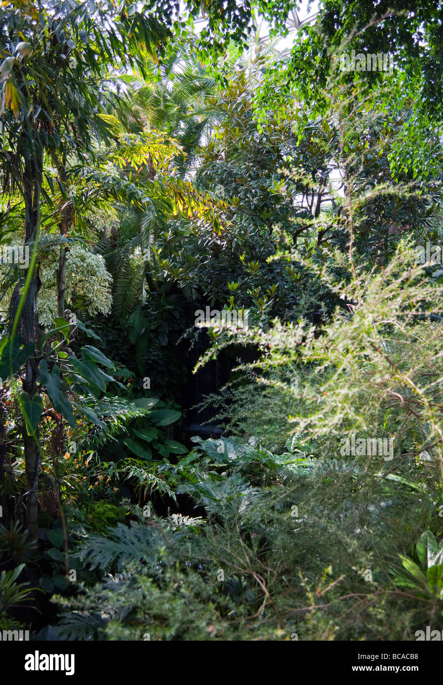 tropische Pflanzen im Bloedel Floral Conservatory, Queen Elizabeth Park, Vancouver, Britisch-Kolumbien, Kanada Stockfoto
