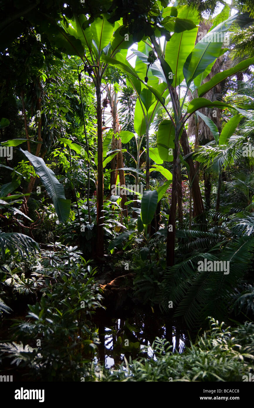 tropische Pflanzen im Bloedel Floral Conservatory, Queen Elizabeth Park, Vancouver, Britisch-Kolumbien, Kanada Stockfoto