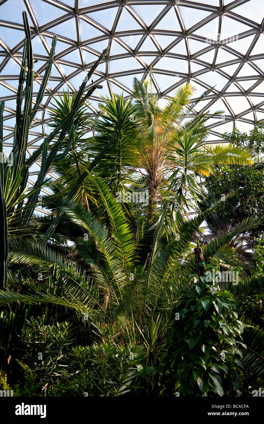 tropische Pflanzen im Bloedel Floral Conservatory, Queen Elizabeth Park, Vancouver, Britisch-Kolumbien, Kanada Stockfoto