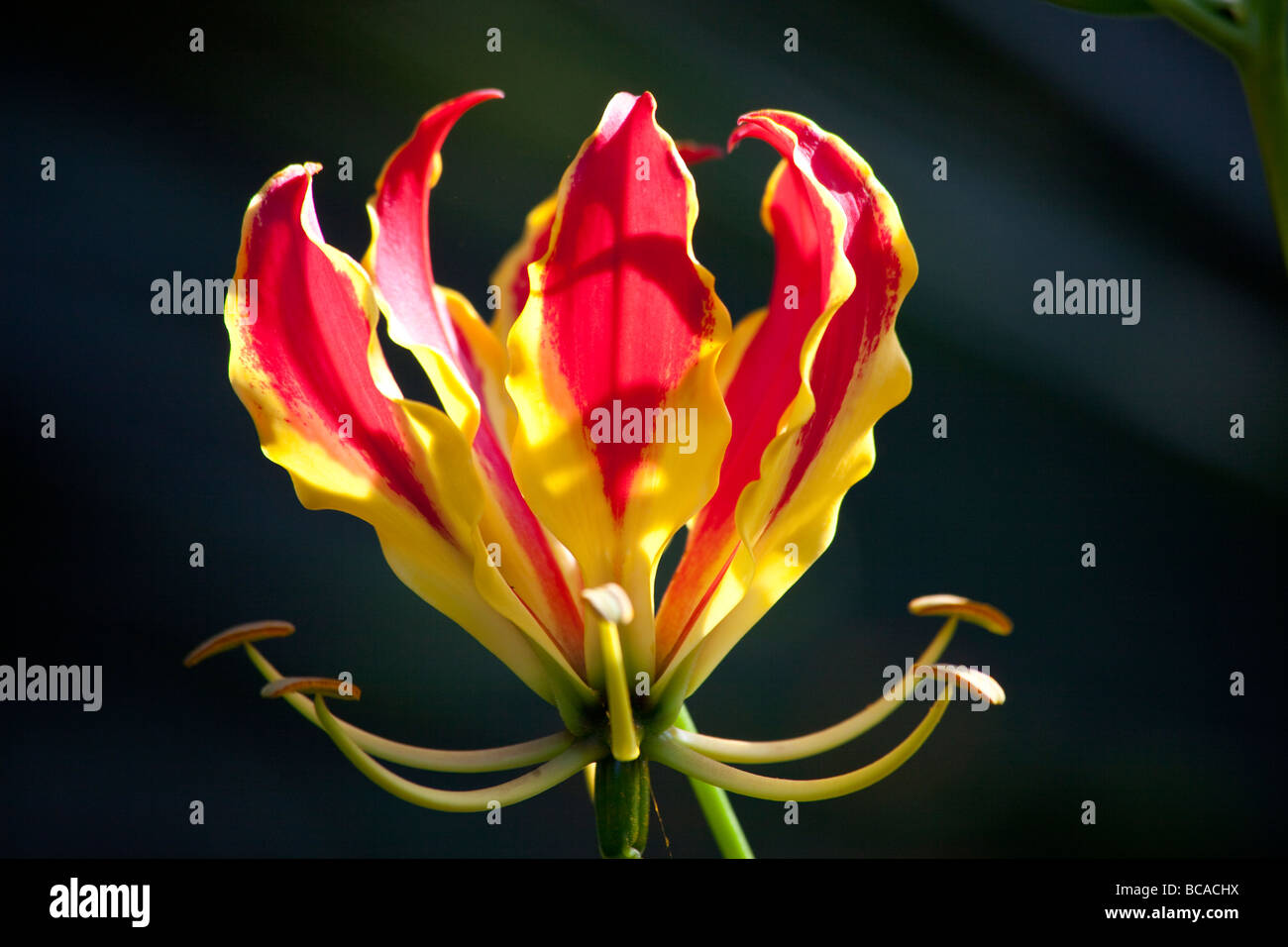 Gloriosa Lilie im Bloedel Floral Conservatory, Queen Elizabeth Park, Vancouver, Britisch-Kolumbien, Kanada Stockfoto