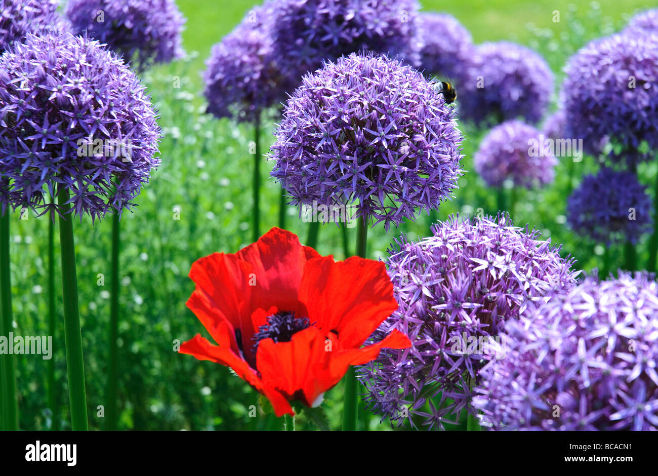 Ein einsamer poopy sucht, das Meer von lila zu brechen, während eine Biene Blütenstaub auf einem der vielen umliegenden Allium sammelt. Stockfoto