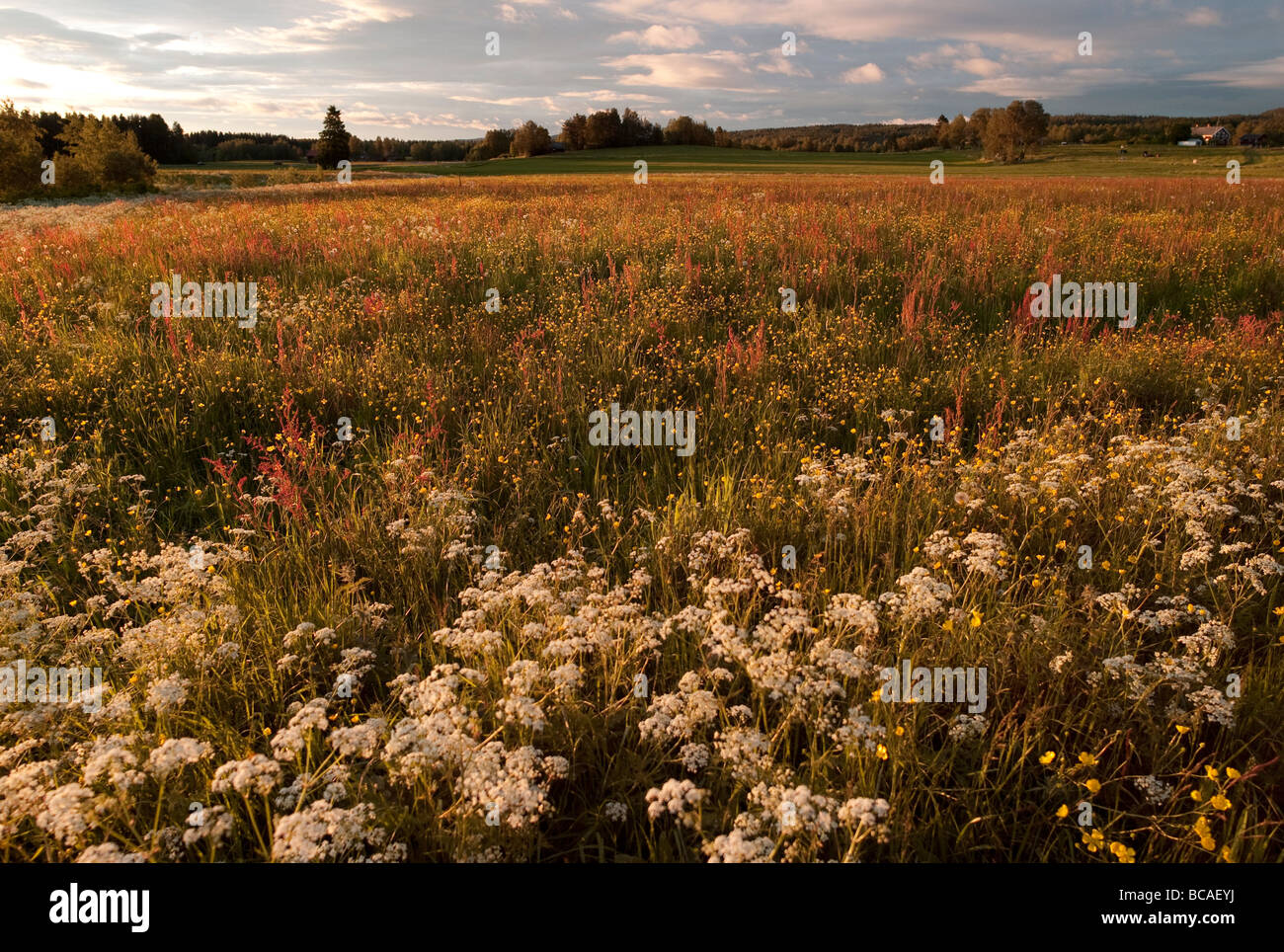 Schwedische Landschaft Stockfoto