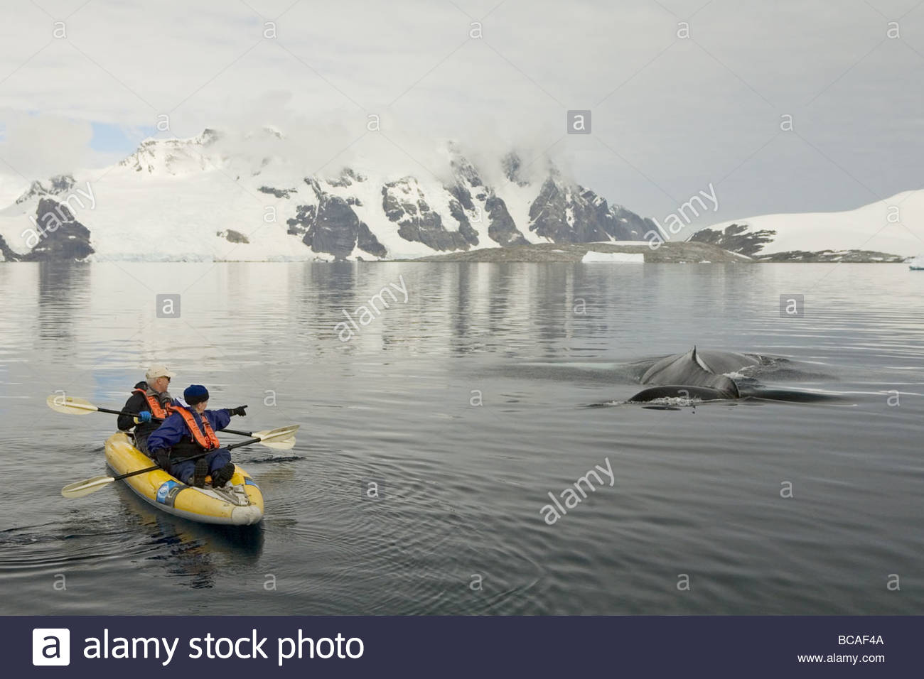 Kajak und Buckelwal Stockfoto