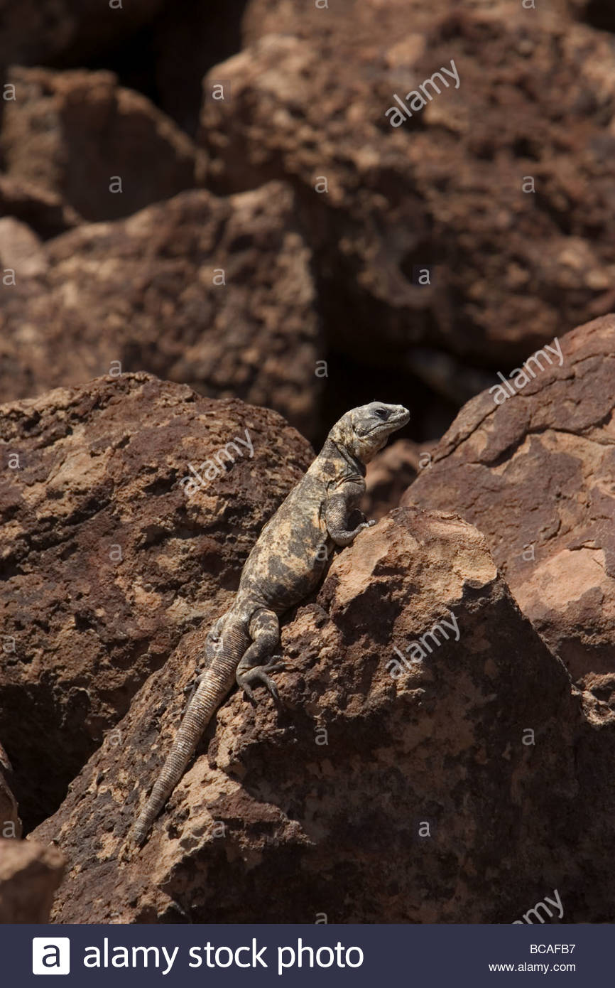 Riesige Chuckwalla auf der Insel San Esteban, Baja California, Mexiko Stockfoto