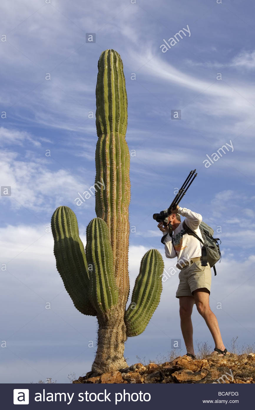 Fotograf und Kaktus, Isla Santa Catalina, Baja California, Mexiko. Stockfoto