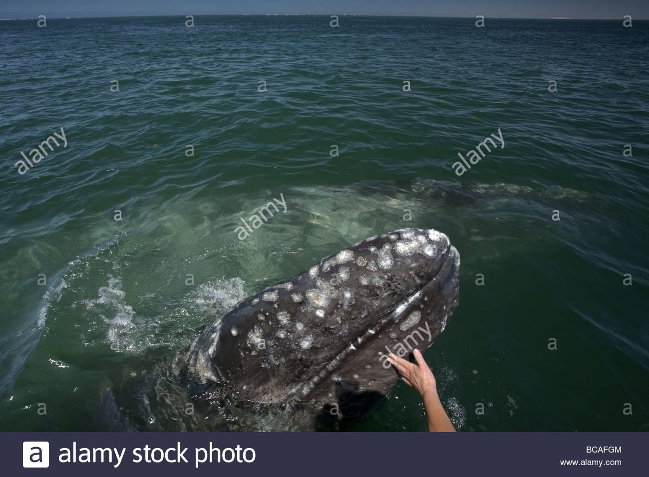 Hand und Grauwal Kalb, San Ignacio Lagune, Baja California, Mexiko. Stockfoto