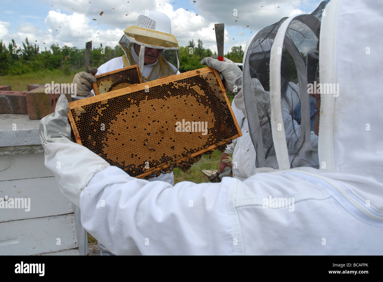 Imker Inspektion einen Rahmen der Brut aus dem Bienenstock. Stockfoto
