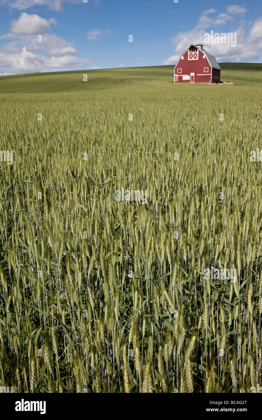 In der Nähe von Pullman, Washington State, Palouse Land. Rote Scheune und Weizenfeld. Stockfoto