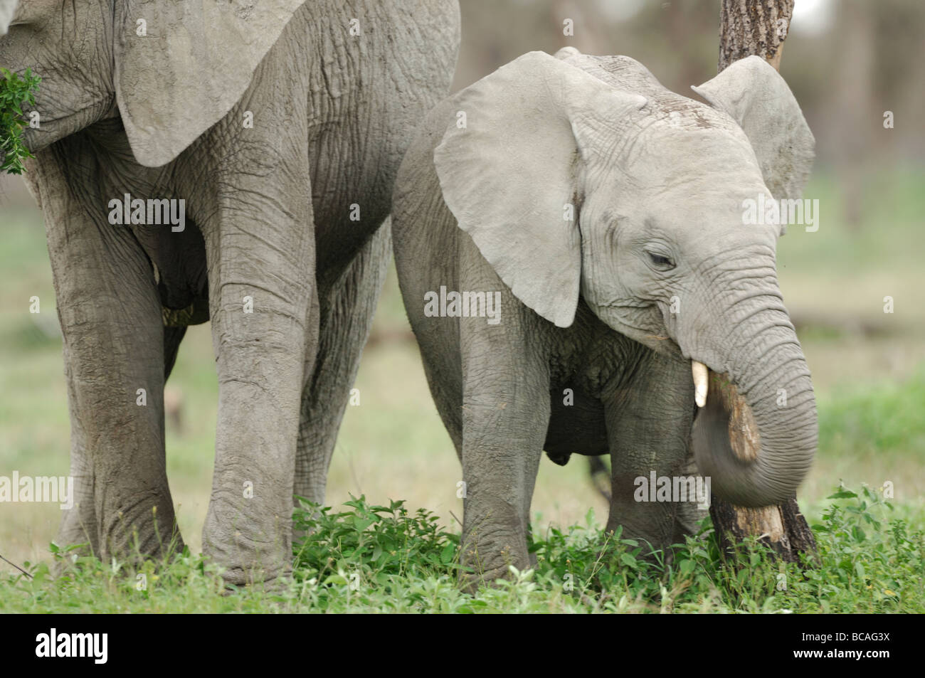 Stock Foto von einer Elefant Kalb Stand von seiner Mutter, Ndutu, Tansania, 2009. Stockfoto