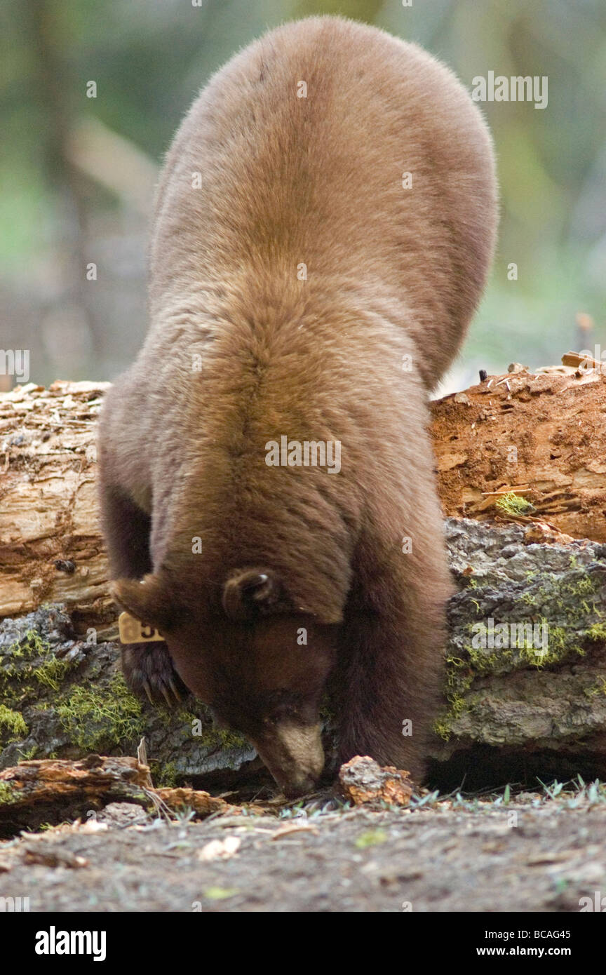 Ein Zimt schwarzer Bär (Ursus Americanus) auf der Suche nach Nahrung. Stockfoto