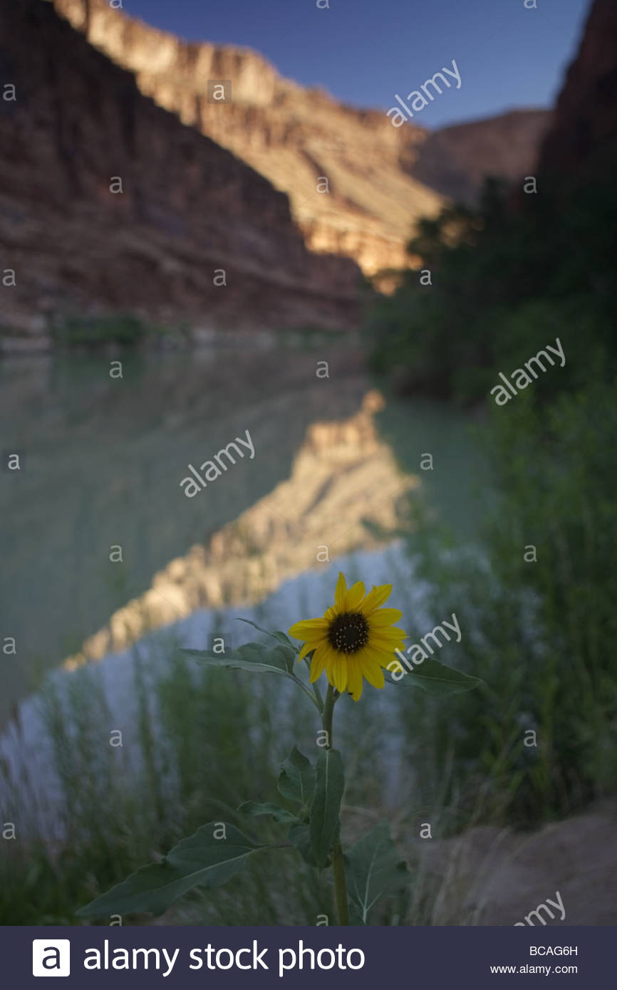 Sonnenblume und Reflexion, Colorado River, Glenn Canyon, Arizona. Stockfoto