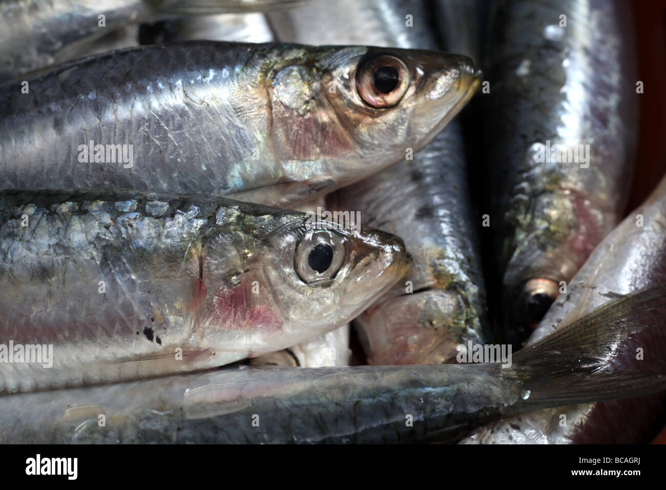 Mediterrane sardinen -Fotos und -Bildmaterial in hoher Auflösung – Alamy
