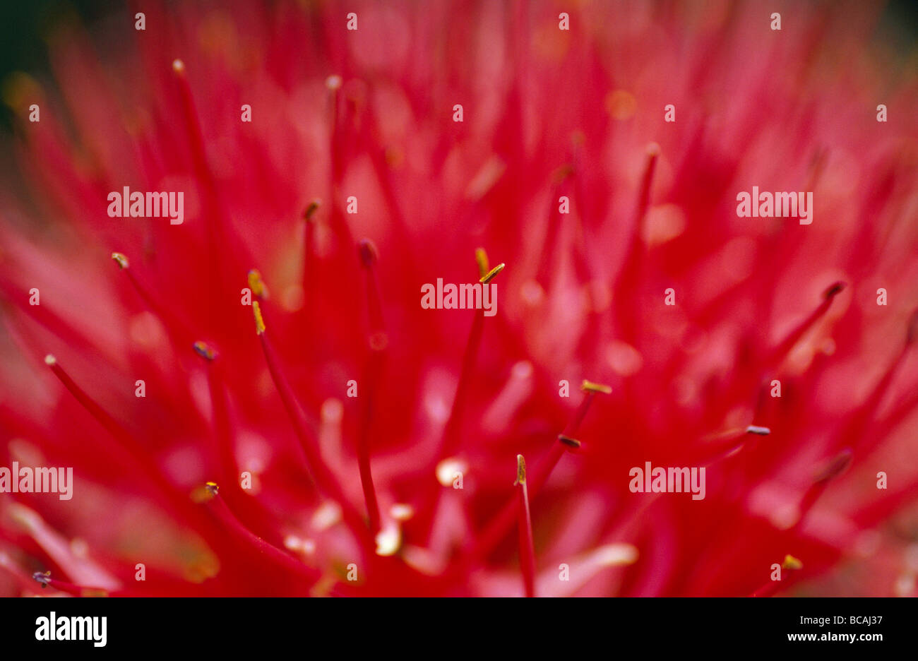 Die lebendigen Farben der ein Feuerball Lilie, Scadoxus Multi Florus. Stockfoto