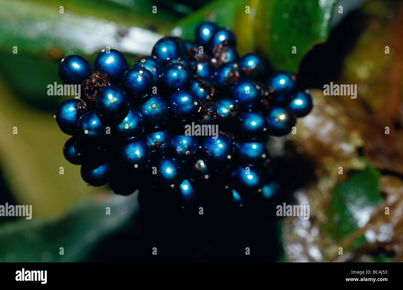 Die schillernde Blaue Beeren einer Regenwald-Pflanze, Polia Condesanta. Stockfoto