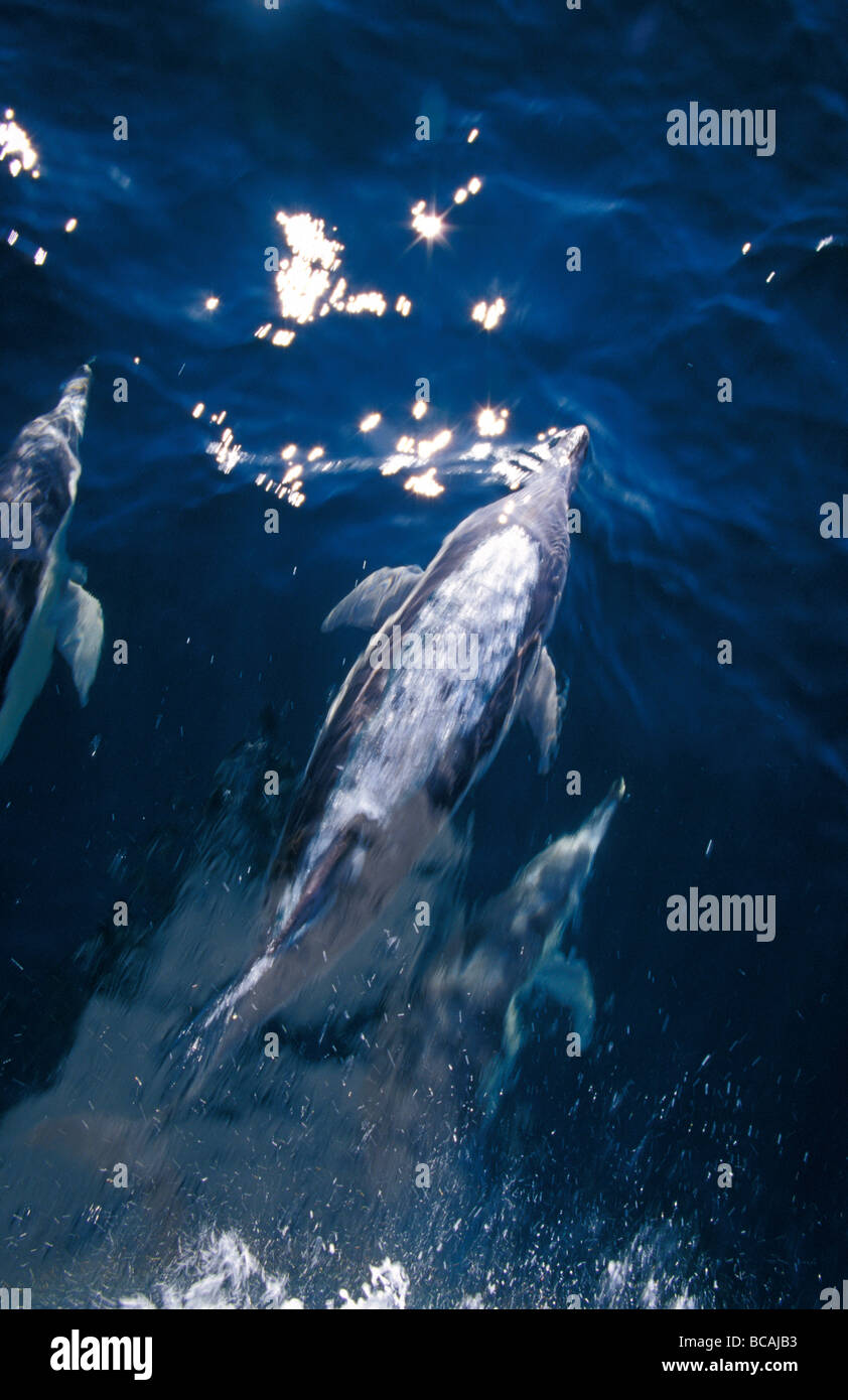 Eine Herde von anmutigen Gemeiner Delfin Pflug vor ein Boot in blauer See. Stockfoto