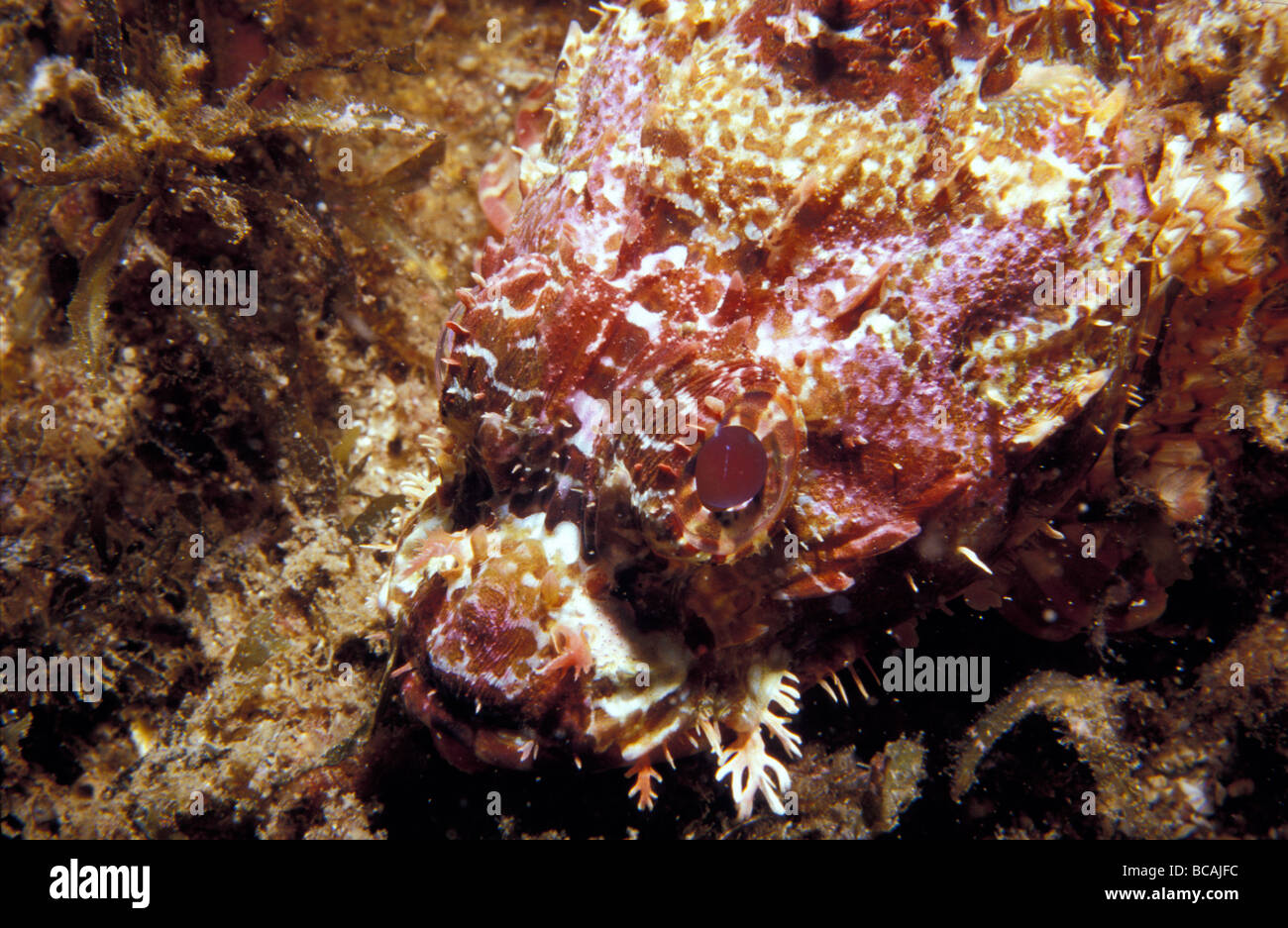 Eine getarnte Venemous wartet Drachenkopf auf Beute an einem Korallenriff. Stockfoto