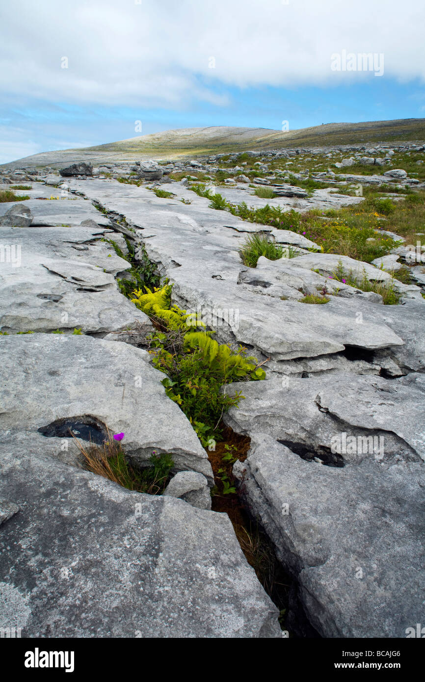 Eine Landschaft, in die Burren, County Clare Eire, zeigt ein Gryke in einem Kalkstein Pflaster genommen Stockfoto