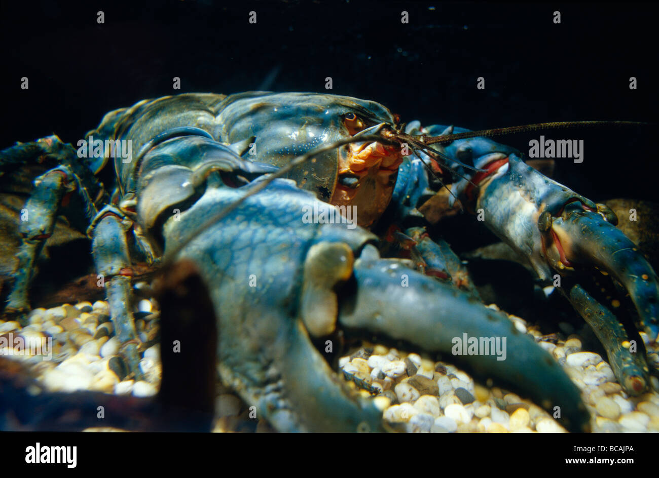 Ein Yarra Flusskrebse mit leuchtend blauen Krallen und Panzer. Stockfoto