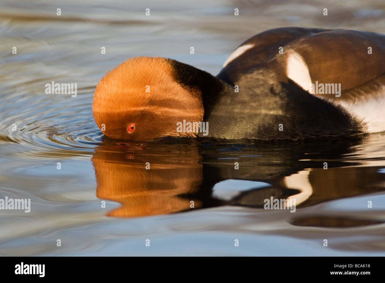 Eine Erwachsene männliche rot crested Tafelenten Fütterung Stockfoto