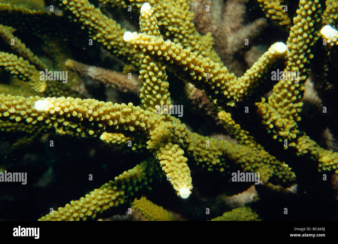 Die knorrige Textur der Arme einer Hirschhorn-Koralle Acropora-Arten. Stockfoto