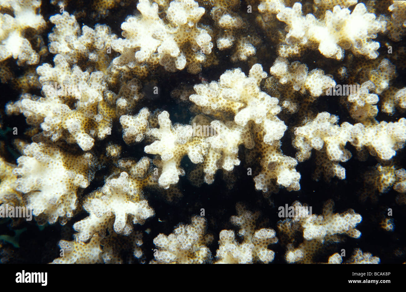 Die harte weiße spröde Oberfläche der Pocillopora Korallen. Stockfoto