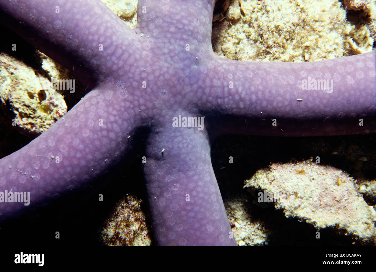 Detail von einem blauen Seastar, Linckia Laevigata, befestigt an einem Korallenriff. Stockfoto